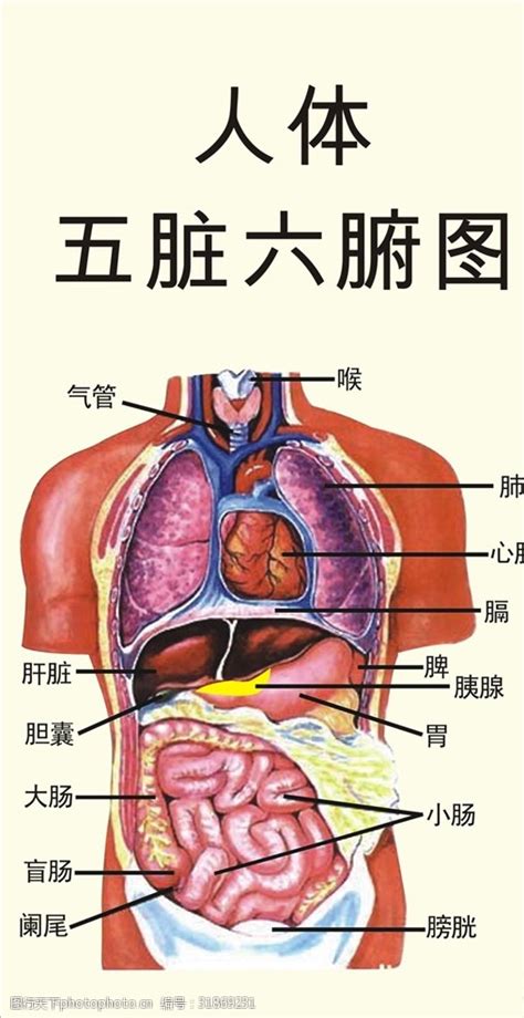 五臟六腑位置圖|人體器官分五臟六腑器官分佈圖，清晰大圖看各個內臟。